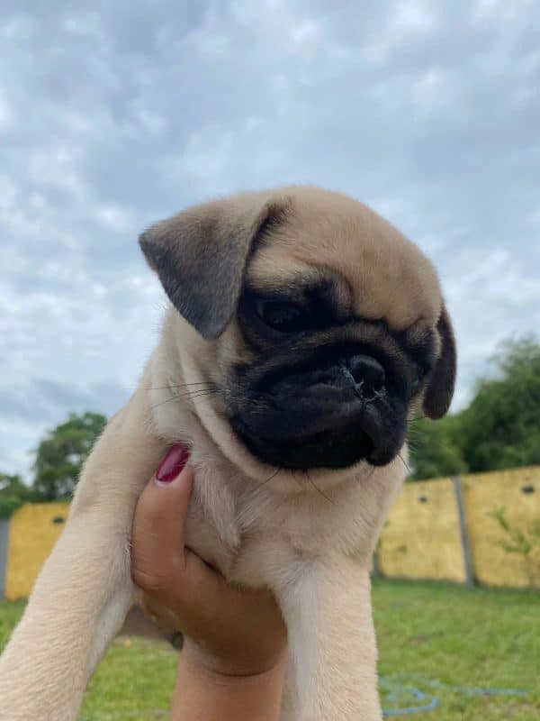 PUG - Imagen 3