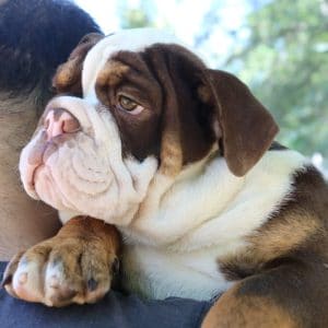 Bulldog inglés