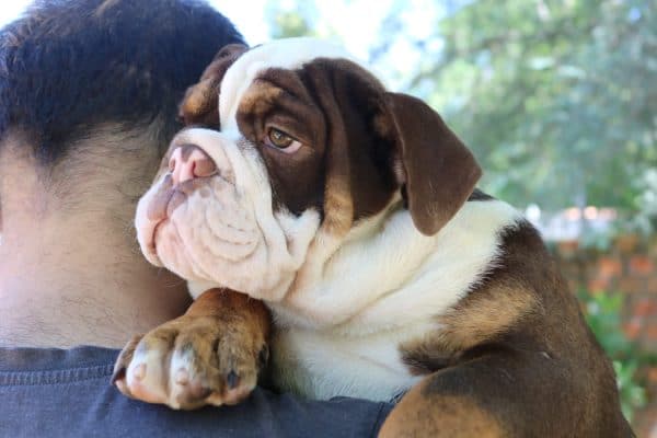 Bulldog inglés