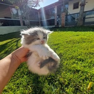 Maine coon machos y hembras