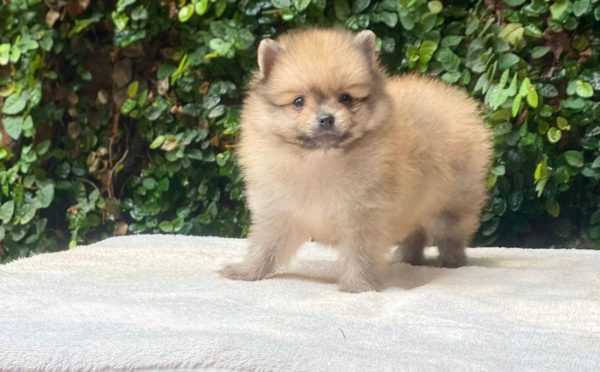 Lulú de pomerania macho - Imagen 2