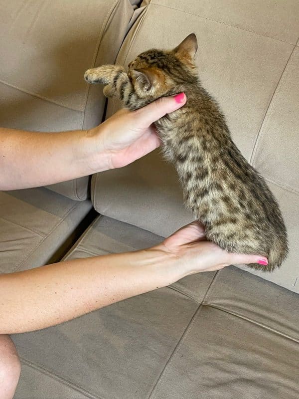 Gato bengalí macho - Imagen 2