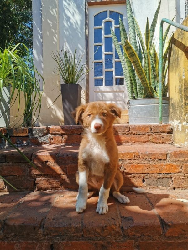 Border collie macho - Imagen 2