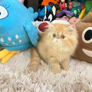 Gato persa Hembra