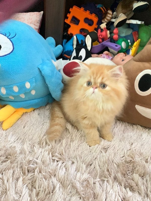 Gato persa Hembra