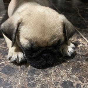 PUG