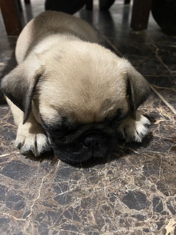 PUG
