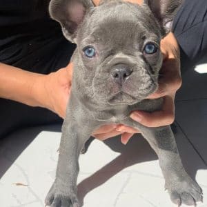 Bulldog francés hembra blue