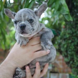 Bulldog francés lilac merle