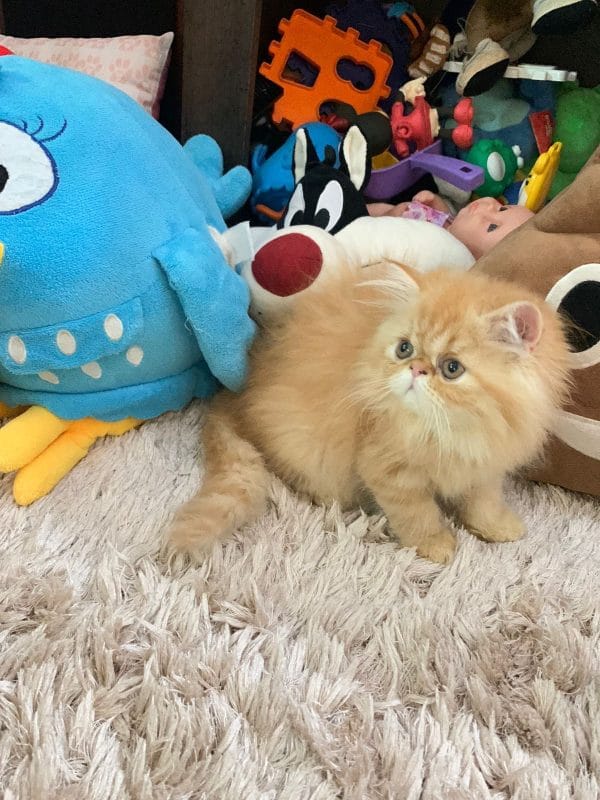 Gato persa Hembra - Imagen 4