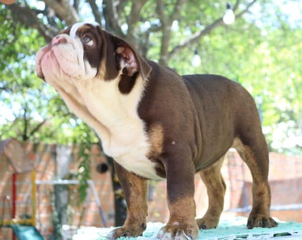 Bulldog inglés - Imagen 2