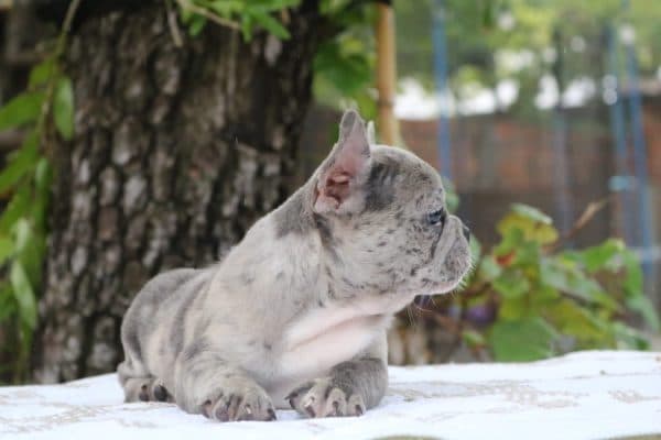 Bulldog francés lilac merle - Imagen 2