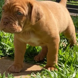 Dogo de Burdeos