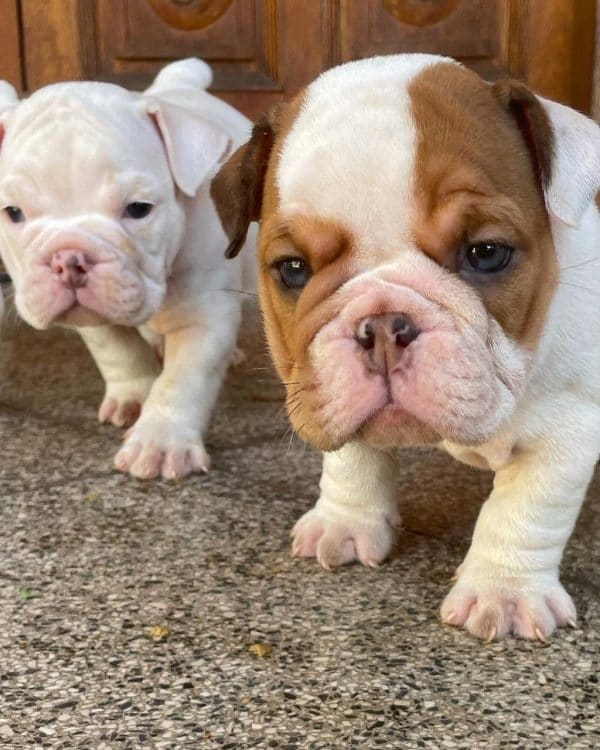 Bulldog Inglés - Imagen 3