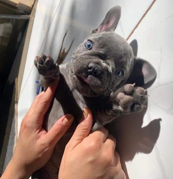 Bulldog francés hembra blue - Imagen 3
