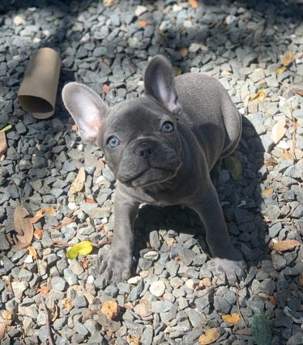 Bulldog francés hembra blue - Imagen 2