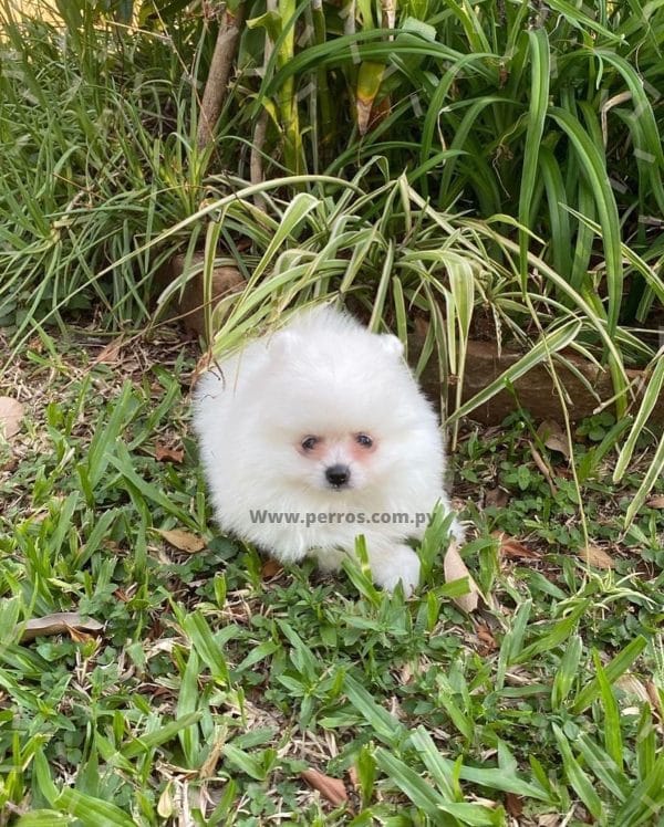 Lulú de pomerania hembra blanca - Imagen 3