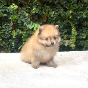 Lulú de pomerania macho