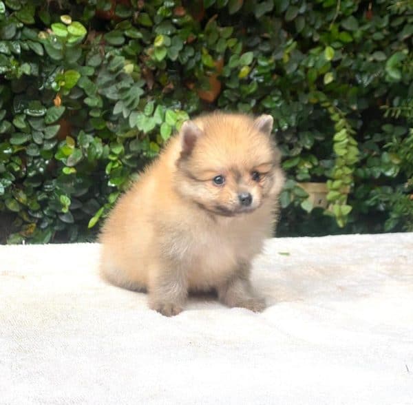 Lulú de pomerania macho