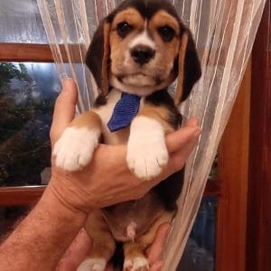 Beagle hembra y macho