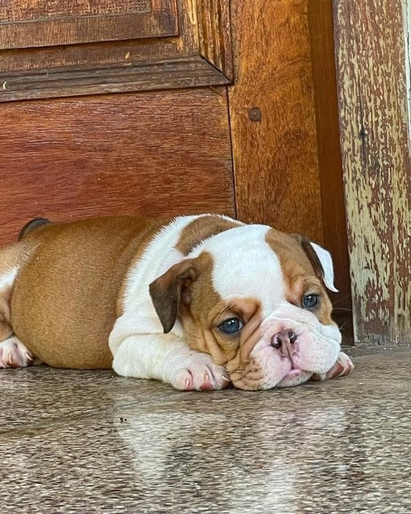 Bulldog Inglés - Imagen 2