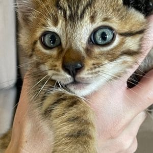 Gato bengalí macho