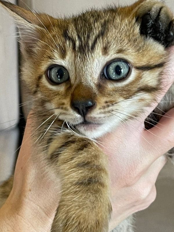 Gato bengalí macho
