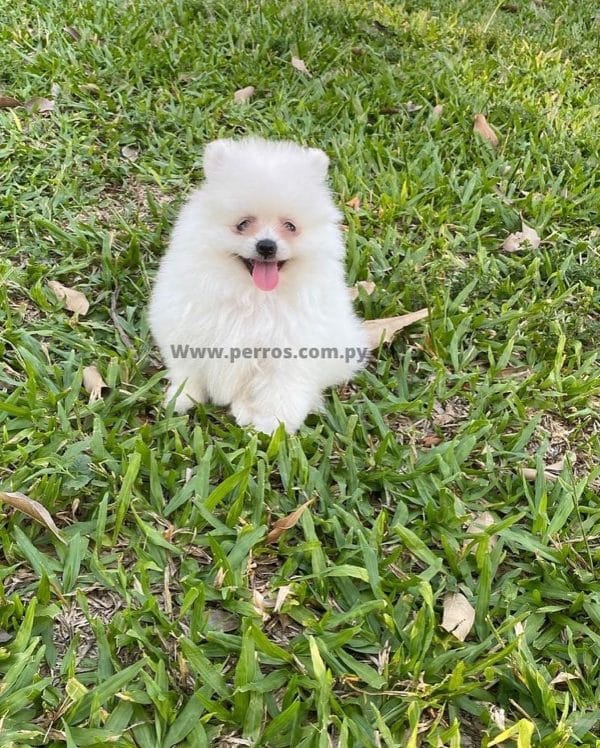 Lulú de pomerania hembra blanca - Imagen 4