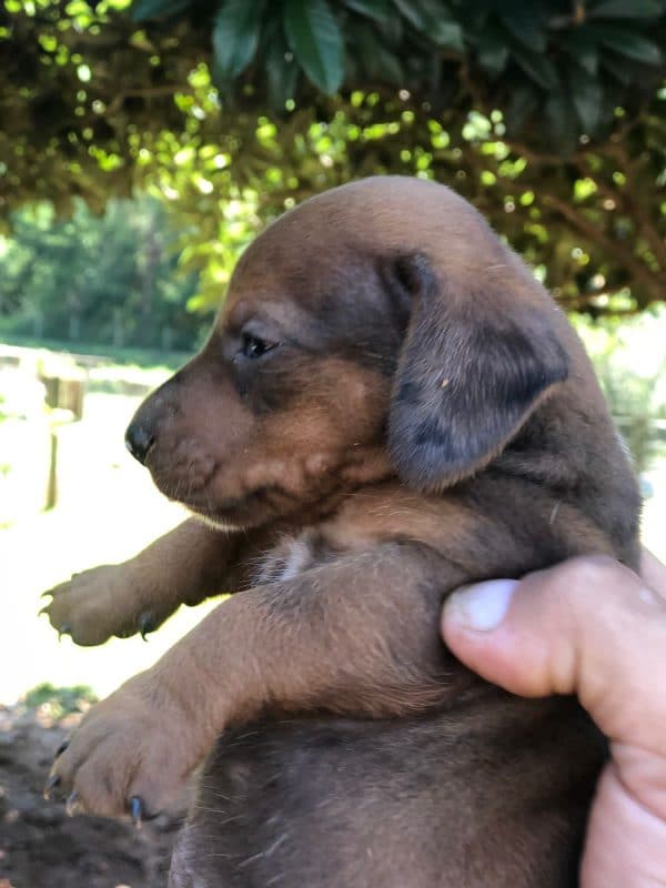 Teckel Arlequin macho