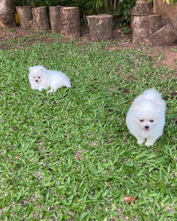 Lulú de pomerania hembra blanca - Imagen 2