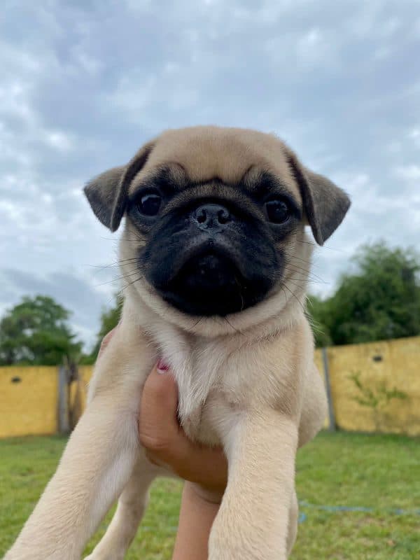 PUG - Imagen 4