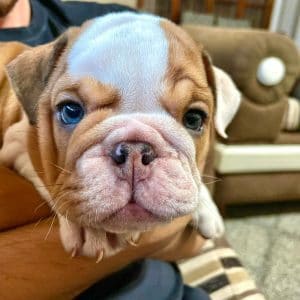Bulldog Inglés
