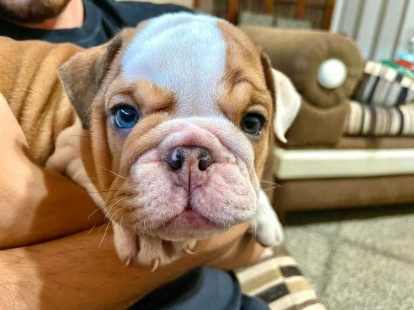 Bulldog Inglés