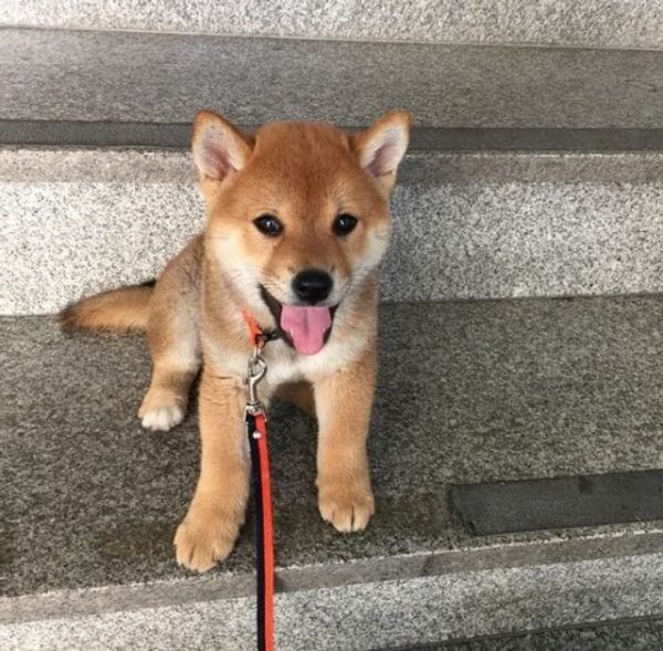 Shiba Inu machos y hembras - Imagen 2