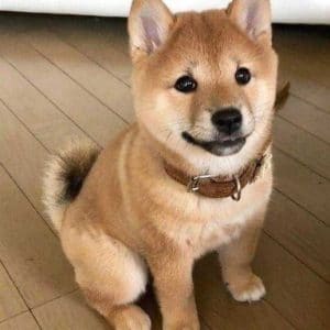 Shiba Inu machos y hembras