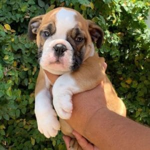 Bulldog inglés macho
