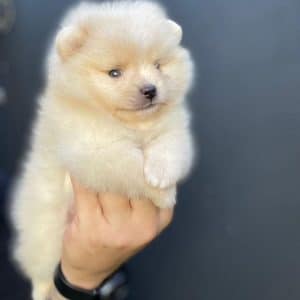 Lulu de POMERANIA