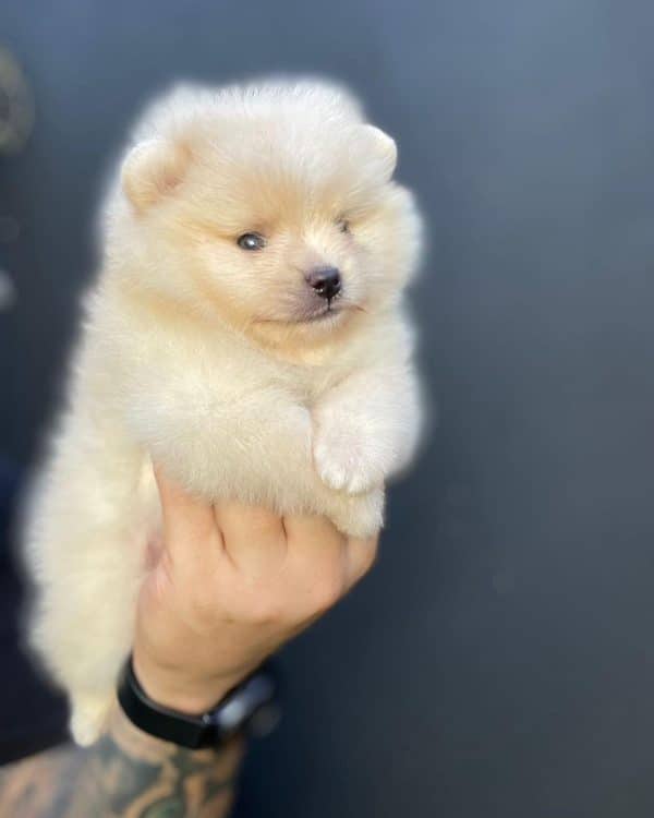 Lulu de POMERANIA