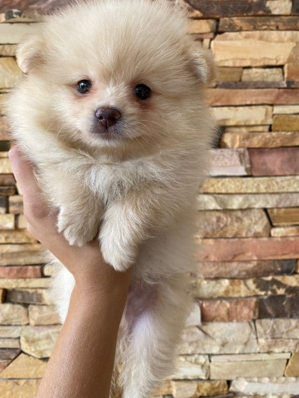 Lulú de pomerania macho - Imagen 2