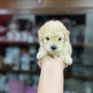 Caniche Toy mini