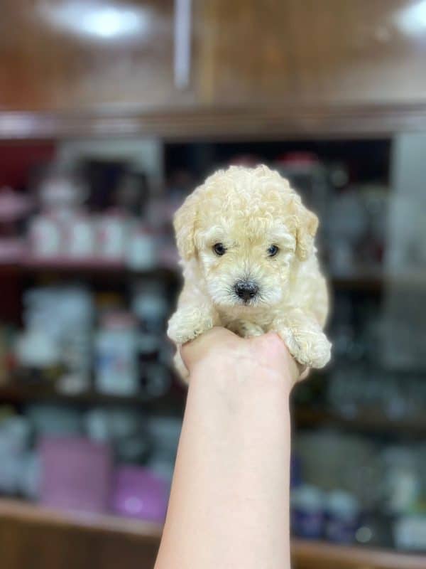 Caniche Toy mini
