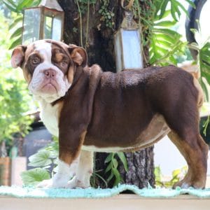Bulldog Inglés