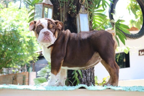 Bulldog Inglés