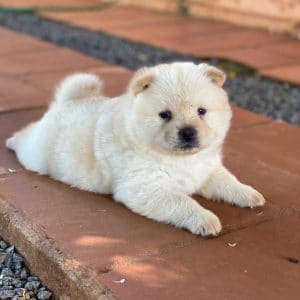 Chow chow