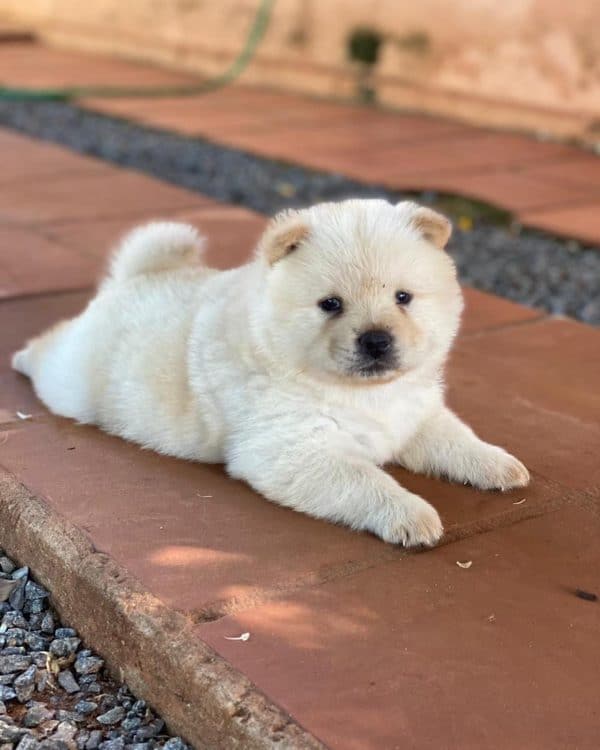 Chow chow