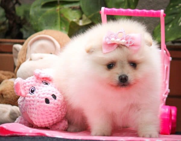 Lulu de Pomerania - Imagen 2