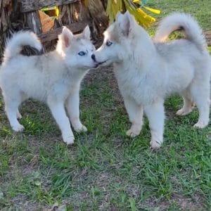 Husky Siberiano