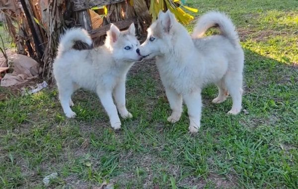 Husky Siberiano