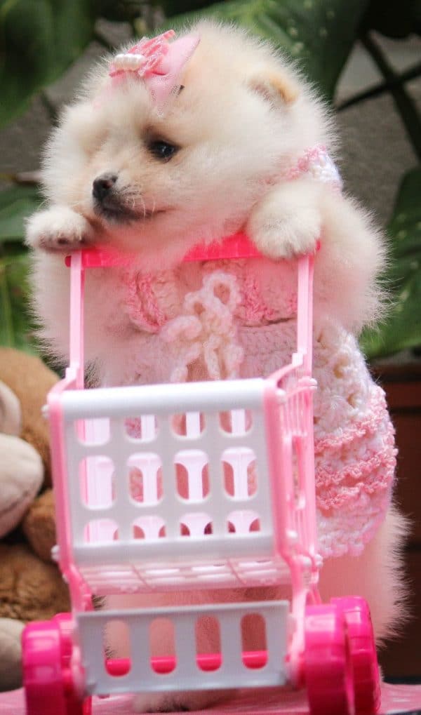 Lulu de Pomerania