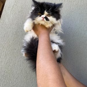 Gato Persa